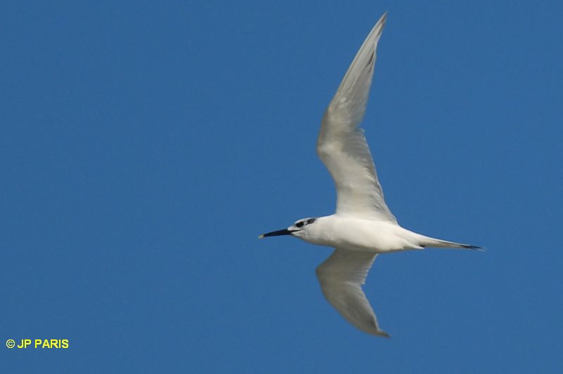 Thalasseus sandvicensis