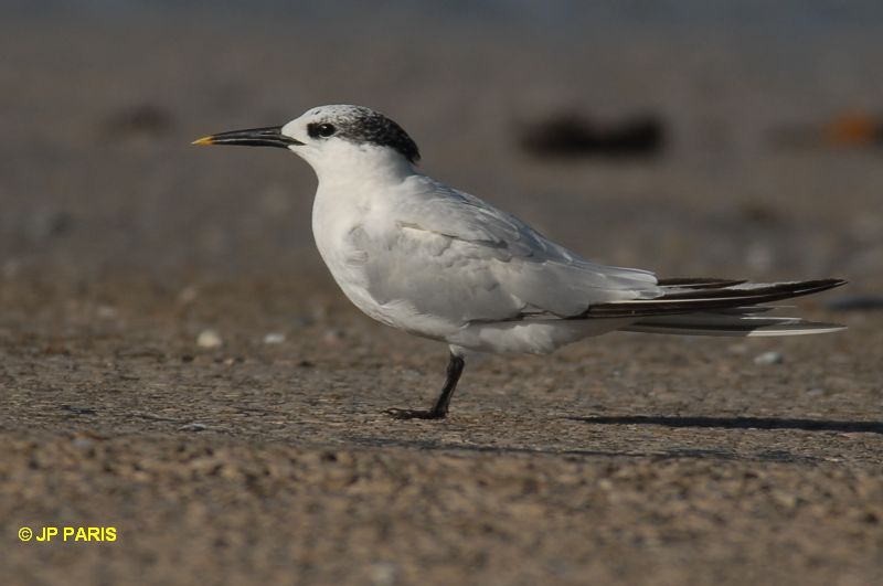 Thalasseus sandvicensis