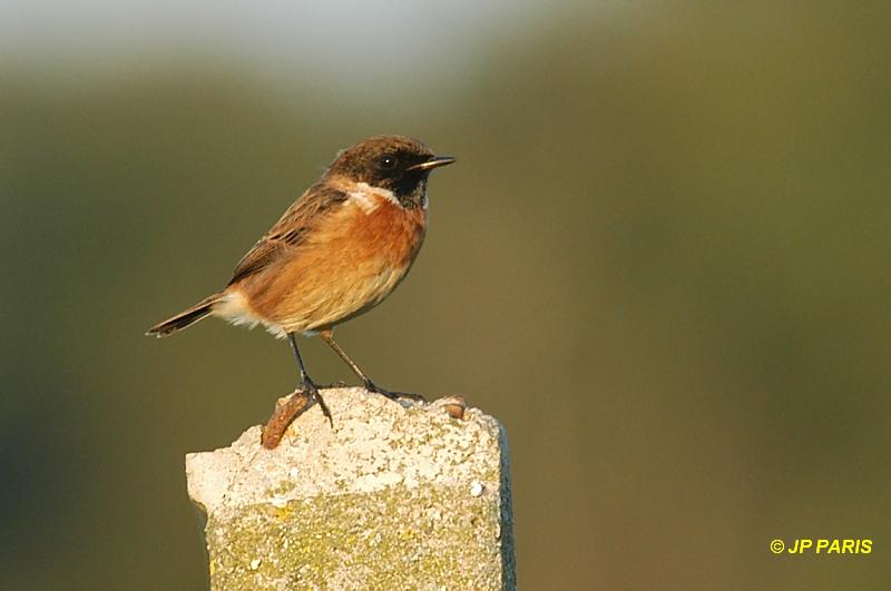 Saxicola rubicola