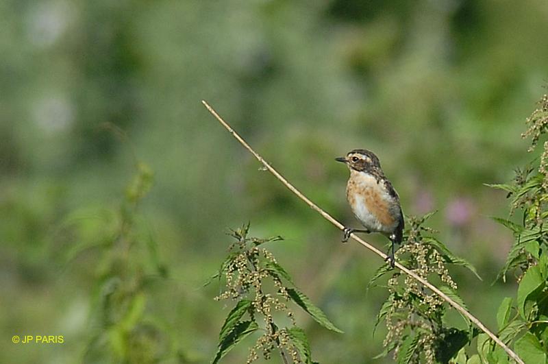 Saxicola rubetra