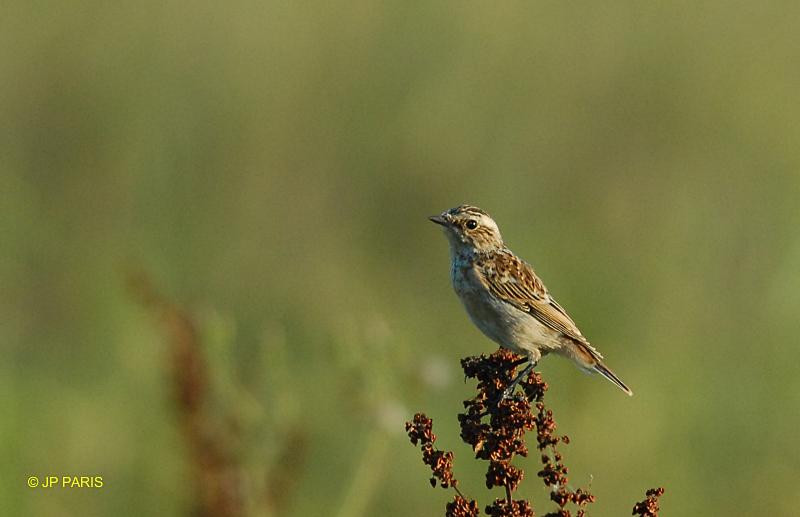 Saxicola rubetra