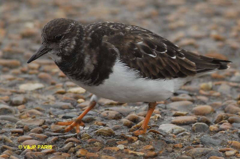 Arenaria interpres
