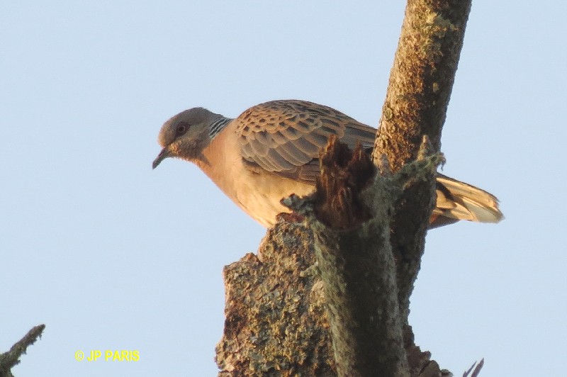 Streptopelia turtur
