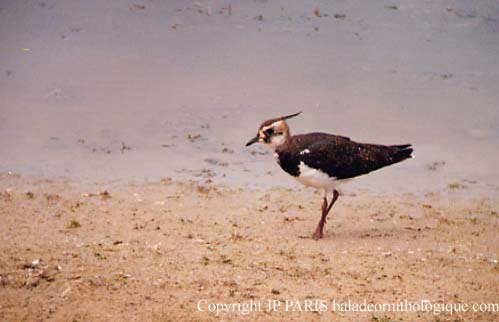 Vanellus vanellus