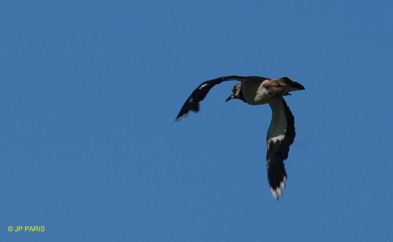 Vanellus vanellus