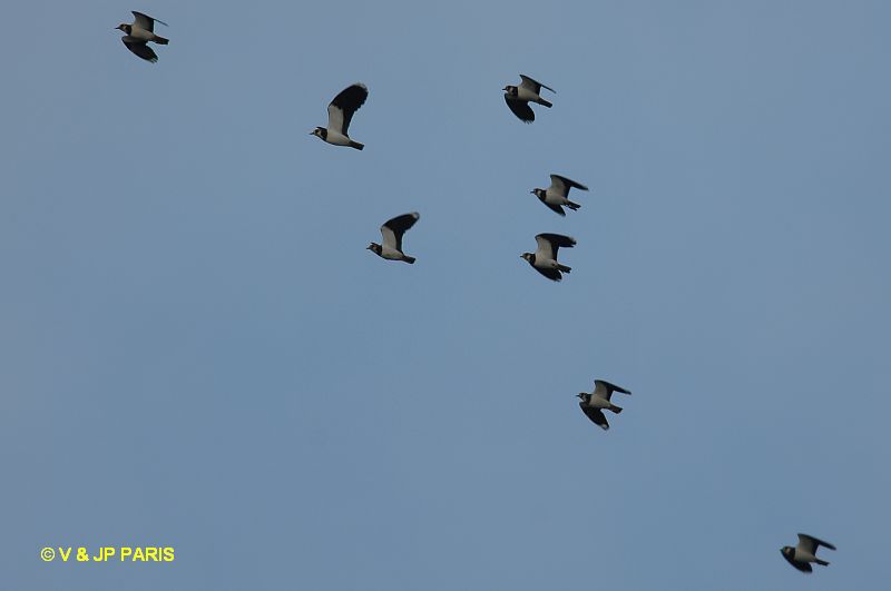 Vanellus vanellus