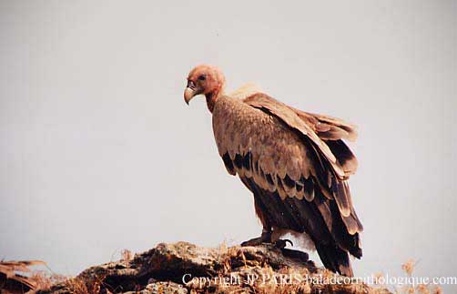 Gyps fulvus