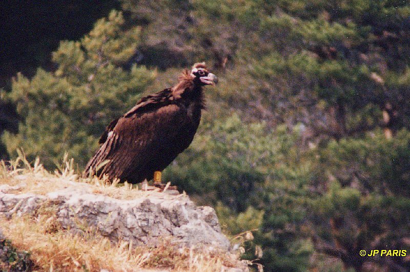Aegypius monachus