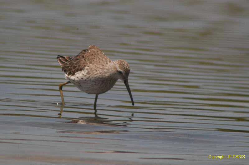 Calidris himantopus