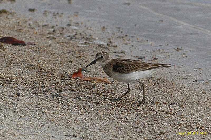Calidris minutilla