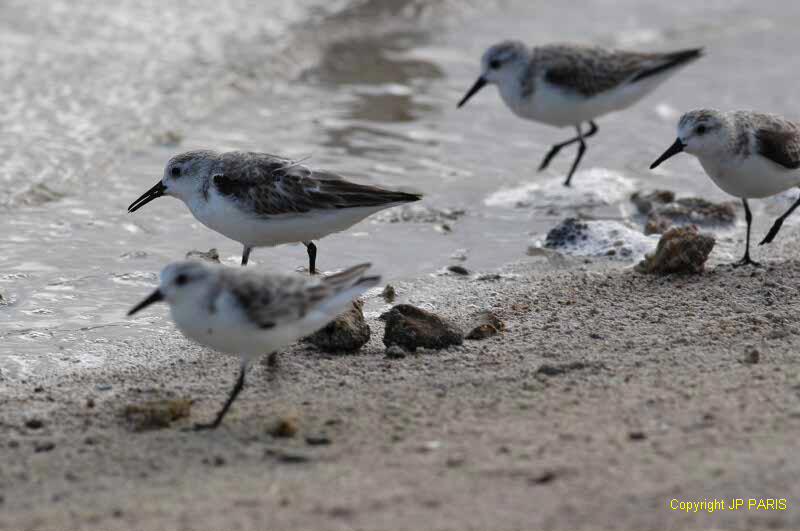 Calidris alba
