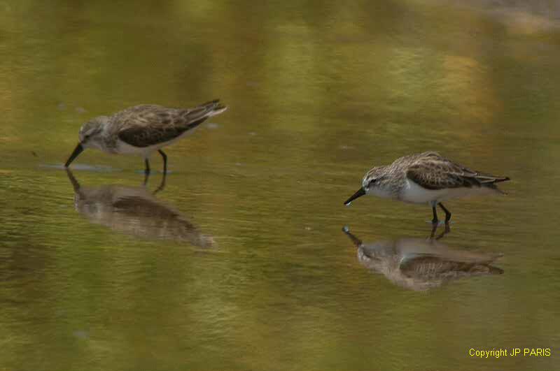 Calidris pusilla