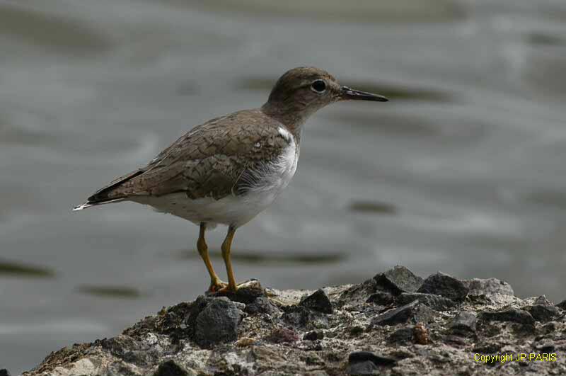 Actitis macularius