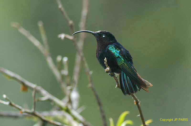 Eulampis jugularis