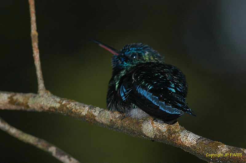 Cyanophaia bicolor