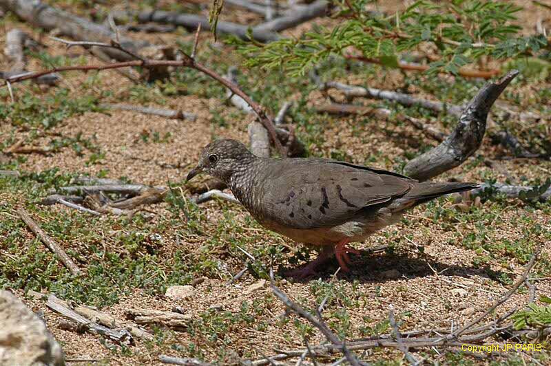 Columbina passerina