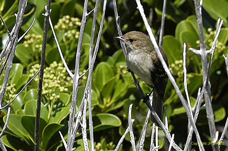 Elaenia martinica