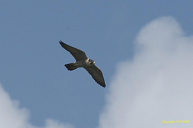 Falco peregrinus