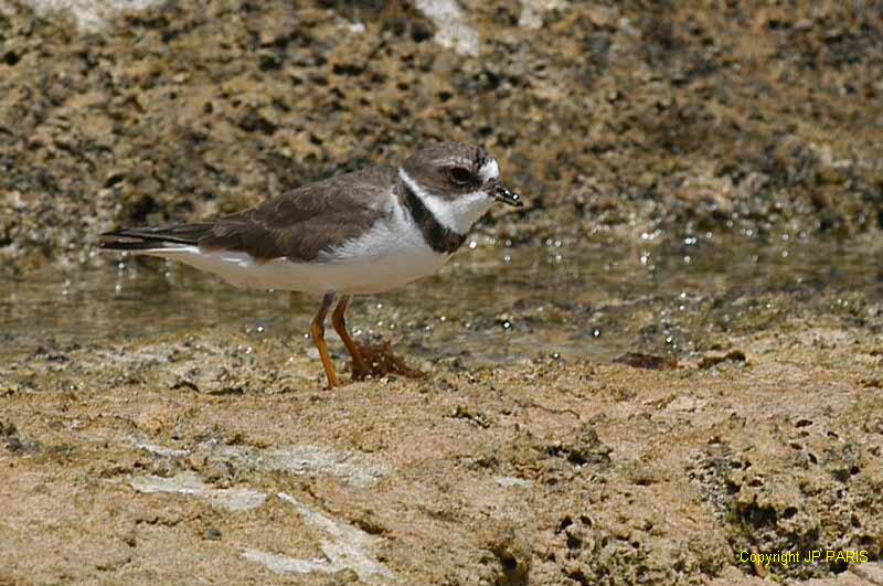 Charadrius semipalmatus