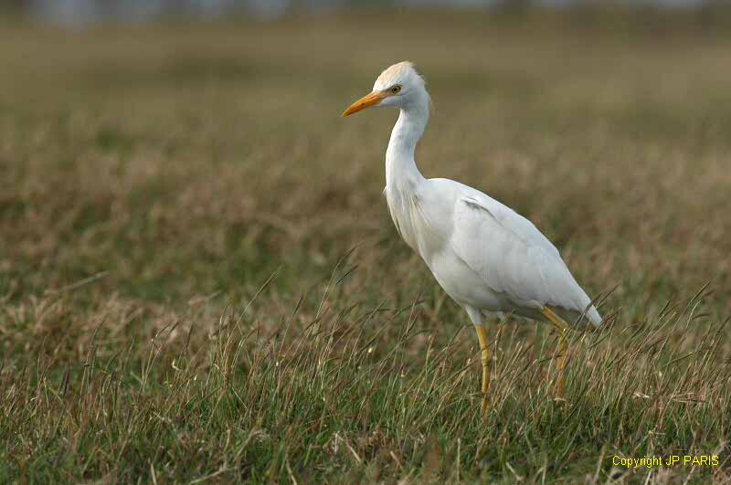 Bubulcus ibis