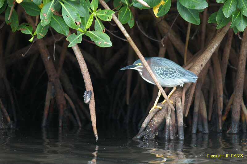 Butorides virescens