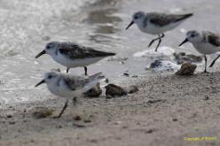 Bécasseau sanderling