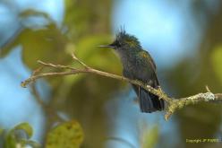 Colibri huppé