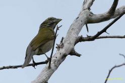 Saltator gros-bec