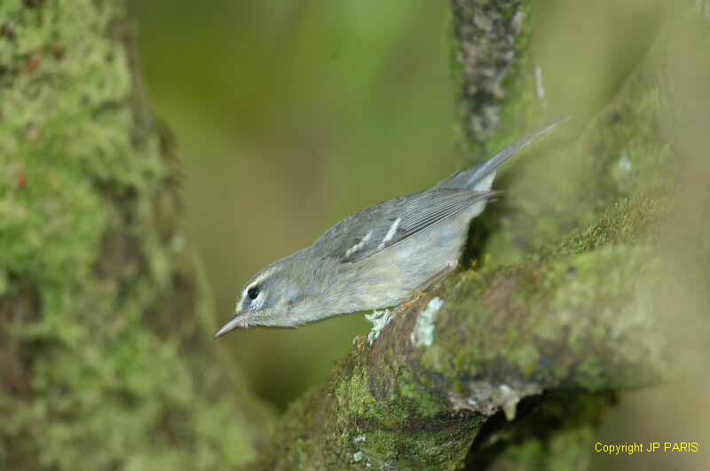 Setophaga plumbea