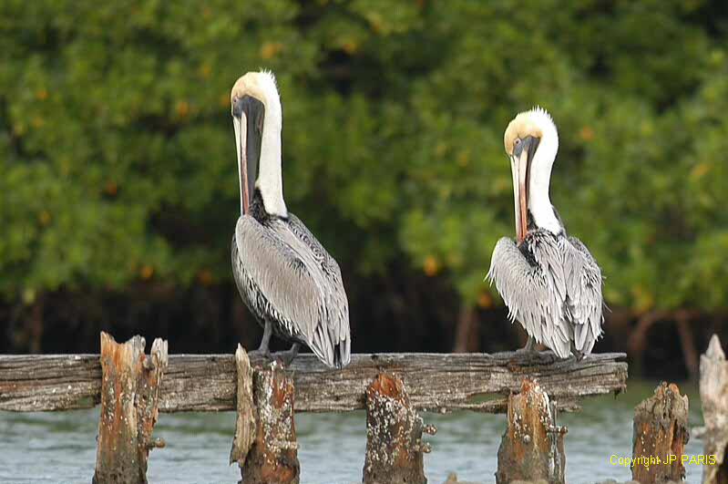 Pelecanus occidentalis