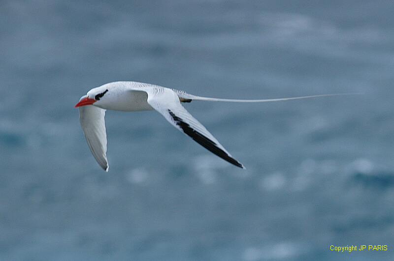 Phaethon aethereus