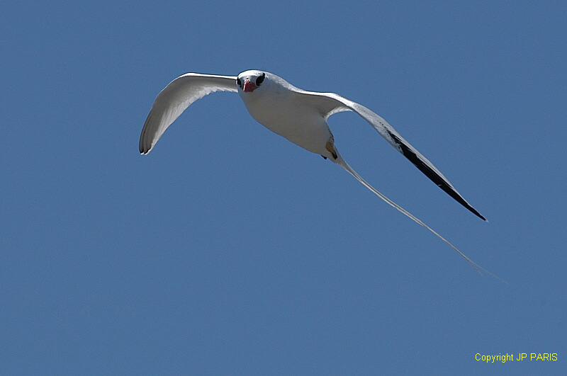 Phaethon aethereus