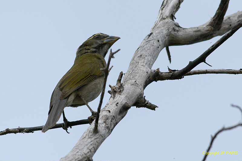 Saltator albicollis