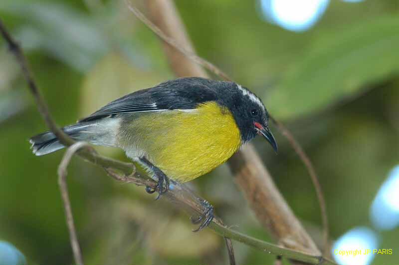 Coereba flaveola