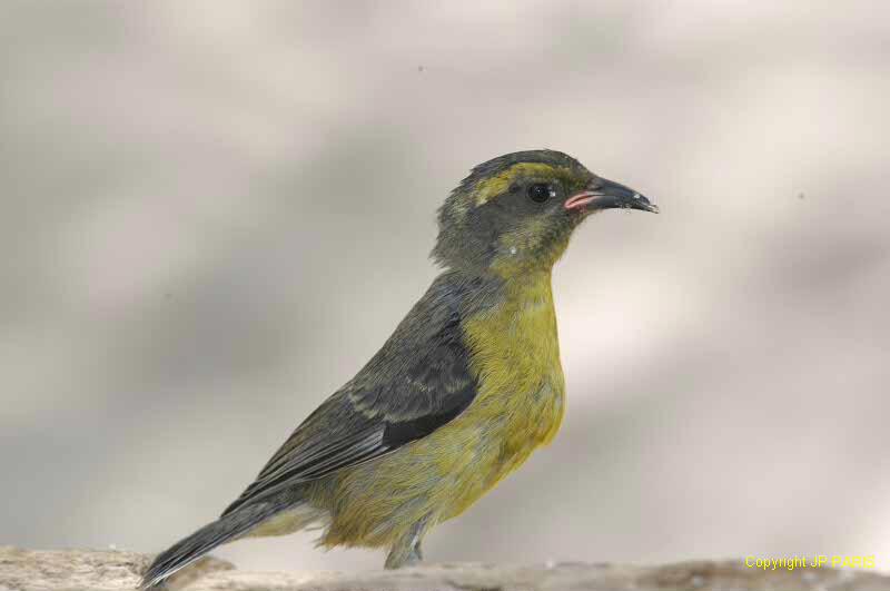 Coereba flaveola