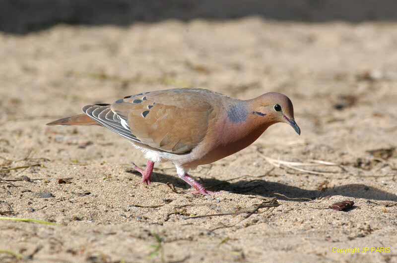 Zenaida aurita