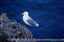 Mouette tridactyle