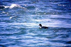 Garrot d'Islande
