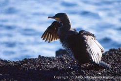 Grand Cormoran