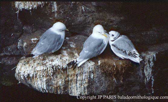 Mouette tridactyle