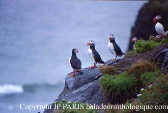 Fratercula arctica