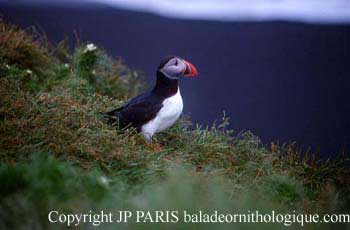 Fratercula arctica