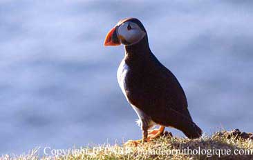 Fratercula arctica