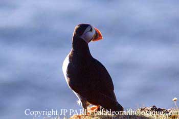 Fratercula arctica