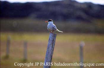 Sterna paradisaea
