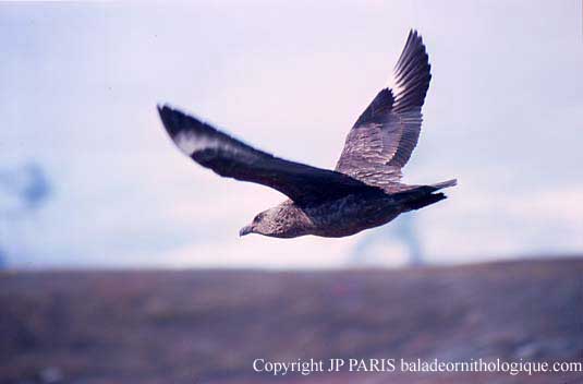 Stercorarius skua