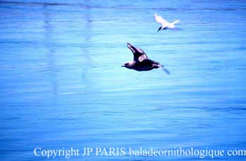 Stercorarius skua