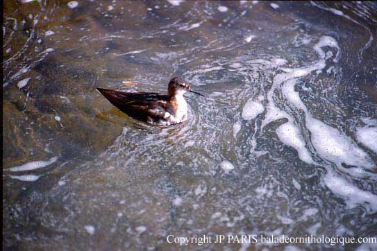 Phalaropus lobatus