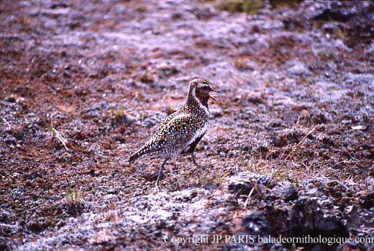 Pluvialis apricaria