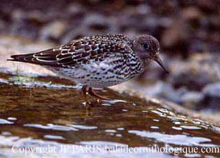 Calidris maritima